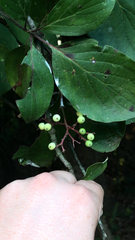 Cornus drummondii