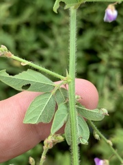 Desmodium perplexum