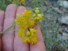 Hymenothrix wislizeni