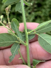 Desmodium perplexum