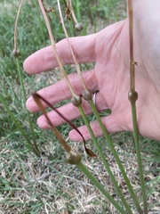 Zephyranthes chlorosolen