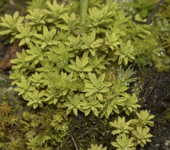 Syntrichia