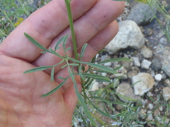 Hymenothrix wislizeni