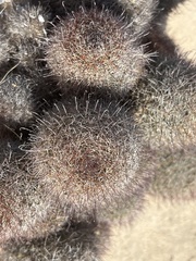 Mammillaria dioica