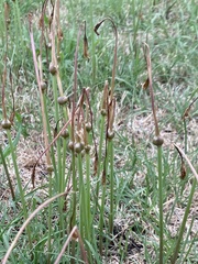 Zephyranthes chlorosolen