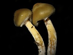 Psilocybe caerulescens