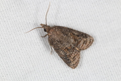 Platynota idaeusalis