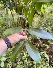Syzygium cumini