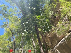 Celastrus flagellaris