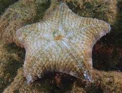 Culcita novaeguineae