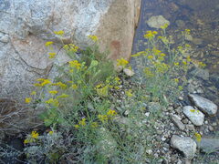 Hymenothrix wislizeni