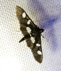 Desmia