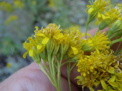 Hymenothrix wislizeni