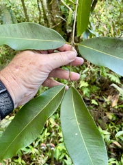 Syzygium cumini