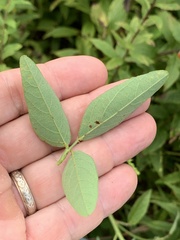 Desmodium perplexum