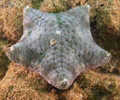 Culcita novaeguineae