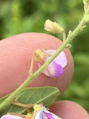 Desmodium perplexum