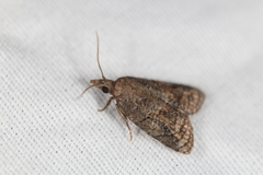 Platynota idaeusalis