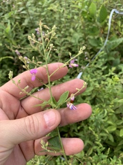 Desmodium perplexum