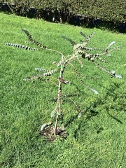 Rhipidura fuliginosa placabilis