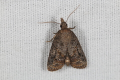 Platynota idaeusalis