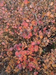 Betula nana
