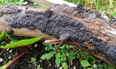 Exidia novozealandica