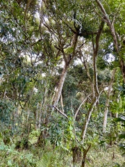 Syzygium cumini