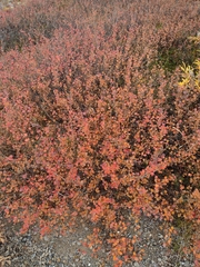 Betula nana
