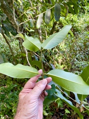 Syzygium cumini