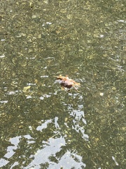 Metacarcinus magister