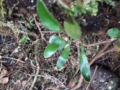 Pyrrosia eleagnifolia