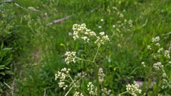 Valeriana edulis