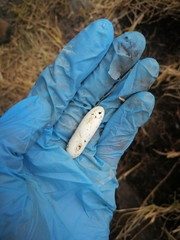 Atractus crassicaudatus