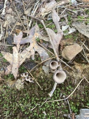 Craterellus