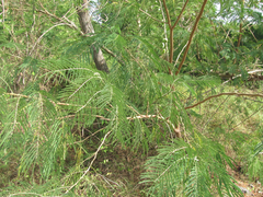 Leucaena pulverulenta
