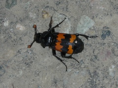 Nicrophorus marginatus