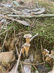 Craterellus
