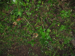 Psilocybe caerulescens