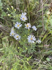 Symphyotrichum ericoides