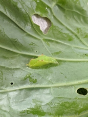 Pieris rapae