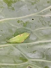 Pieris rapae