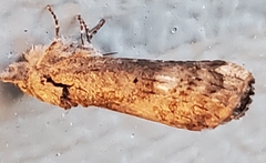 Rifargia subrotata