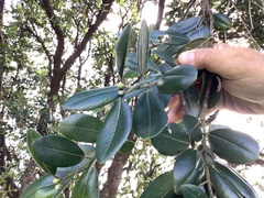 Metrosideros excelsa