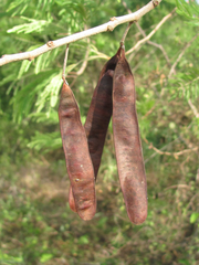 Leucaena pulverulenta
