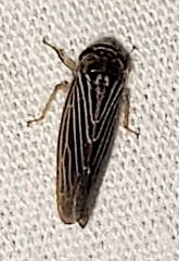 Chlorotettix necopinus