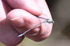 Chromagrion conditum