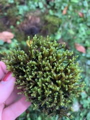 Hedwigia ciliata