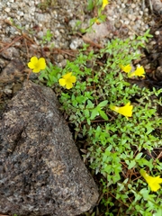Gratiola aurea