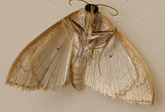 Scopula limboundata